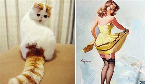 喵星人的逗比Cosplay! 难道它们早已占领了世界？[晕]