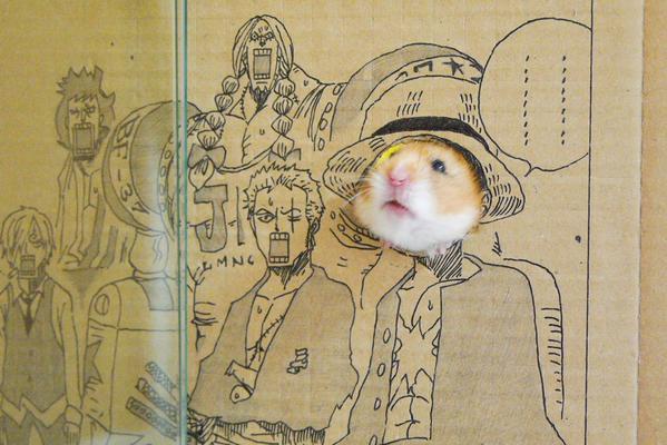 #海贼王#感觉自己萌萌哒！