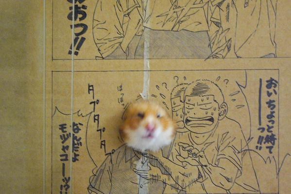 #海贼王#感觉自己萌萌哒！