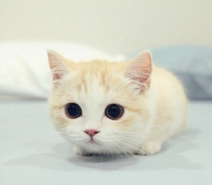 我喜欢就这样看着你 看到你喜欢我为止。纯洁的小荡妇！~