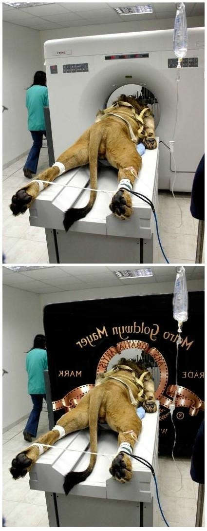 一头生病的狮子被恶搞了！！狮子：别赞，要脸！