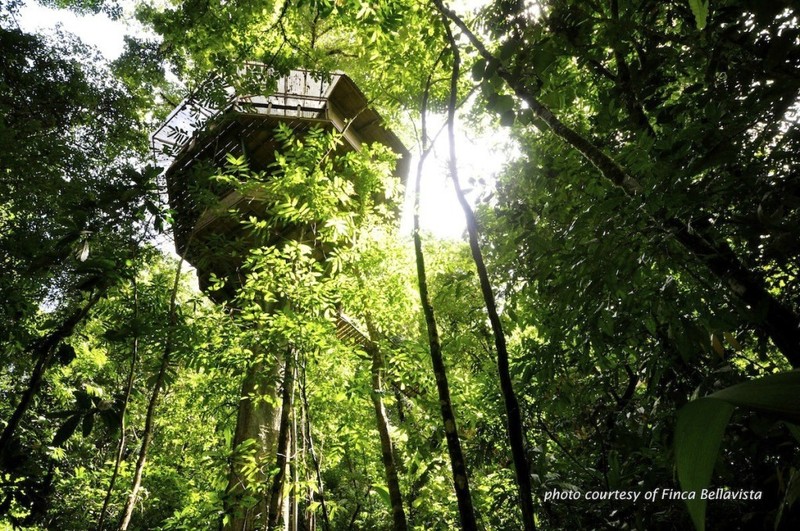 哥斯达黎加的热带雨林，隐藏着一幢幢造型别致的小木屋名叫Finca Bellavista（树上度假屋），瞬间让我想起了ASL的秘密基地(◕ω＜)☆