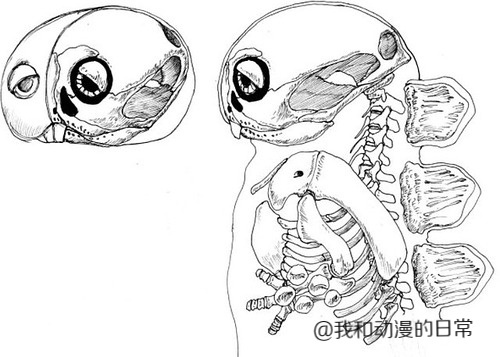 二次元这种东西……认真你就输了
近日日本某古生物复原画家应学生的要求画出了皮卡丘的骨骼结构，和可爱外表不同，皮卡丘的骨骼图略显惊悚。
其实我一直都觉得皮卡丘没有骨头，是软的。[哈哈]