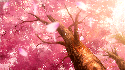 #樱花#美景二次元
听说樱花飘落的速度是秒速五厘米。
那么怎样的速度才能走完我与你之间的距离？