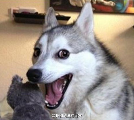 九区漫画迷评出的《画工最差的漫画家》[哈哈]，也算是实至名归了