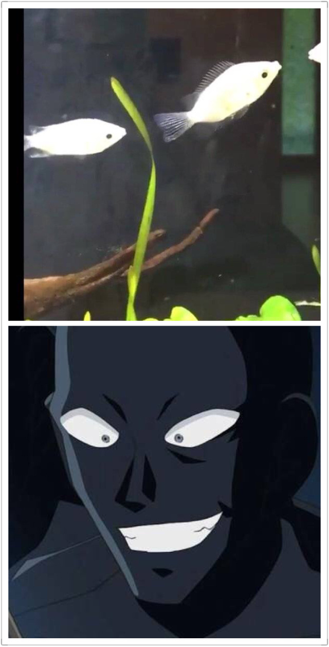 乍一看还以为是柯南里的黑衣人[笑cry]黑衣人：有鱼模仿我的脸[吃惊]