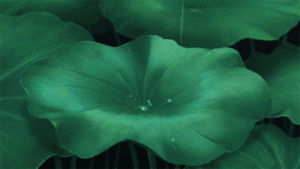 我喜欢夏天的雨
雨后的光 
和任何时候的你
#二次元三次元#